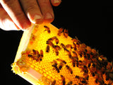 Home & Kitchen - Beeswax Food Wrap pucks