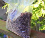 Propolis Tincture